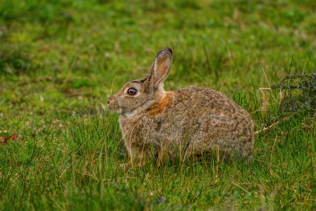 pexels-suju-31778635 - Denver Urban Gardens